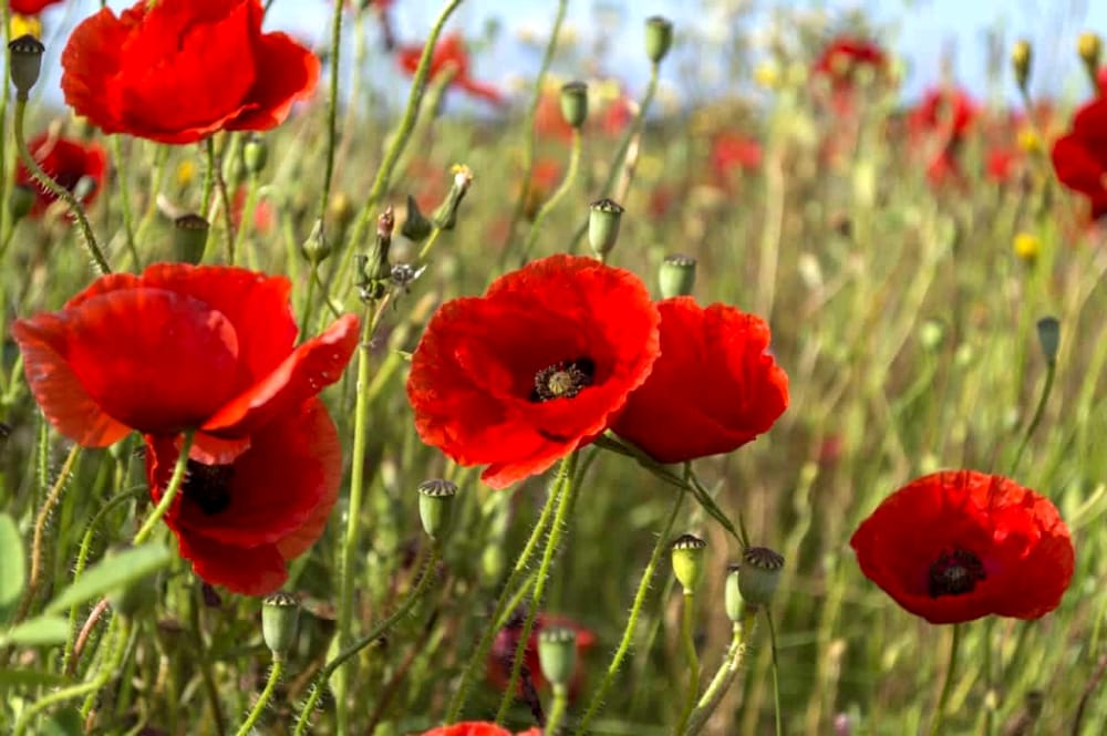 25 aprile nel segno della memoria a Castelfiorentino